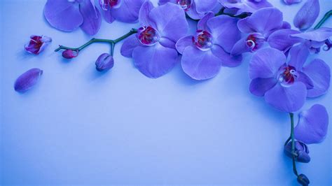 Blue Orchid Flowers Floral Background Hd Flowers Wallpapers Hd