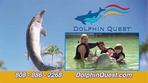 Dolphin Quest Hilton Waikoloa Youtube
