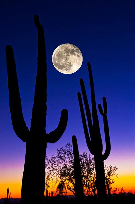 Moon Over Saguaro Cactus Carnegiea Photograph By Panoramic