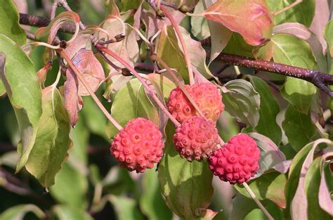 Our customer base includes landscapers, independent garden centers and nurseries. Cornus kousa