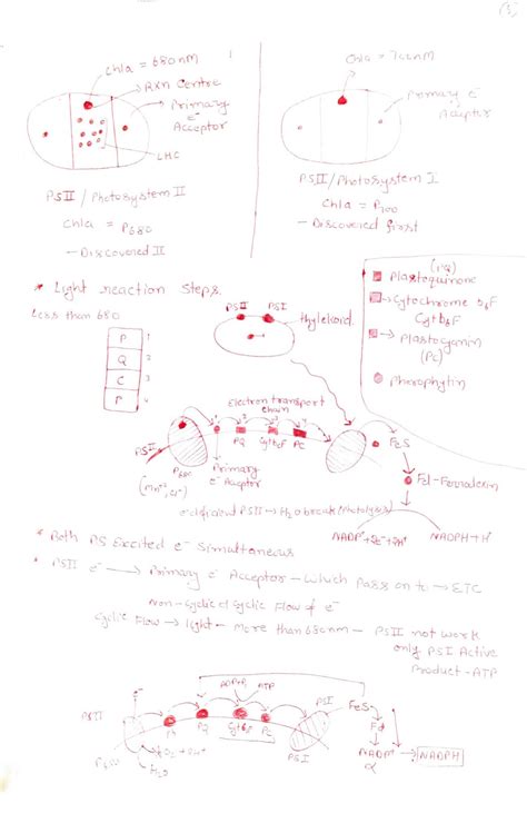 Photosynthesis In Higher Plants Class 11 Notes Studypur