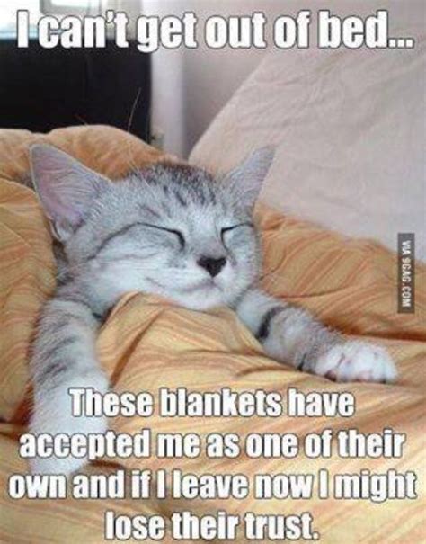 Im Calling In Sick Tomorrow Funny Cat Memes Cute Funny Animals