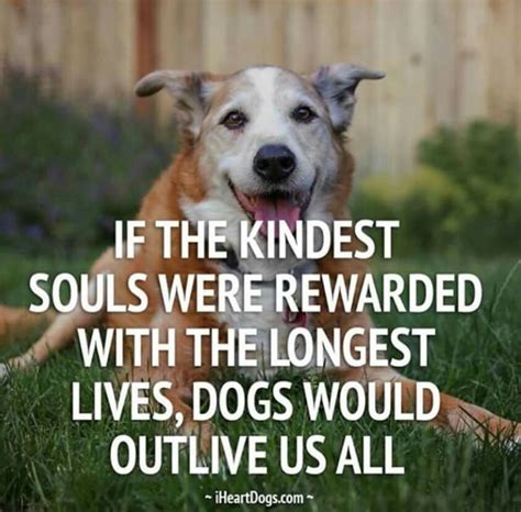 Pin By Carolyn Purser On Words Of Wisdom Dog Quotes Animal Quotes