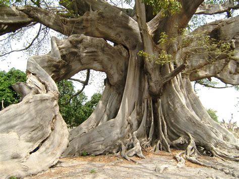 800 Year Old Kapok Tree We Stopped In Senegal At A Very