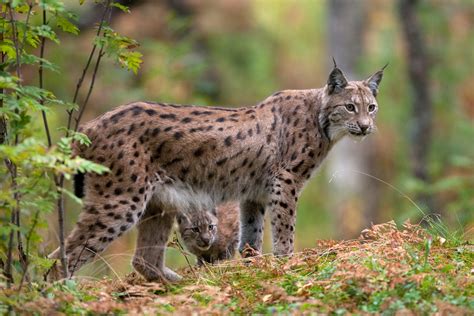 Wild Cats The Eurasian Lynx