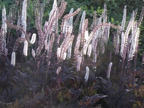 Actaea Simplex Pink Spike Piecemeal Plants Nursery In Leicestershire