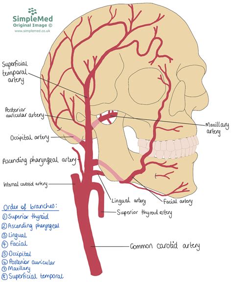 Blood Supply Of The Head And Neck Simplemed Learning Medicine