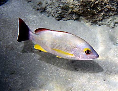 Hawaii Invasive Species And Target Fish Regulations