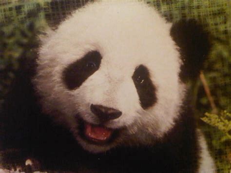 Panda Smile Smilesmilesmilesmile Pinterest