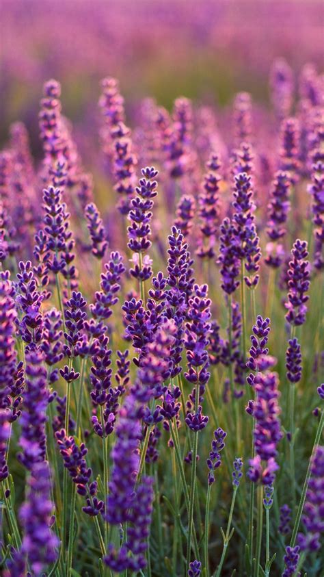 Download Wallpaper 750x1334 Lavenders Lavender Farm Plants Iphone 7