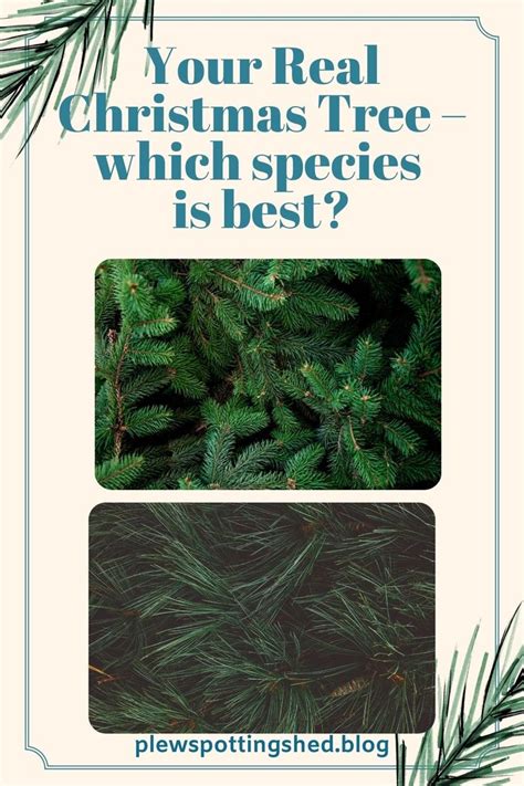 Choosing Your Real Christmas Tree Which Species Best Real