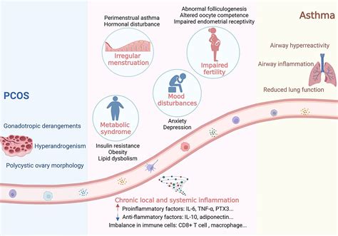 frontiers associations between asthma and polycystic ovary syndrome current perspectives