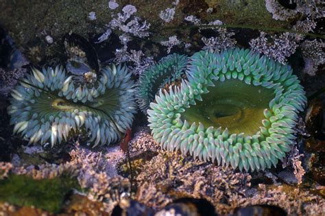 Fascinating Facts About Sea Anemones You Never Knew Animal Sake