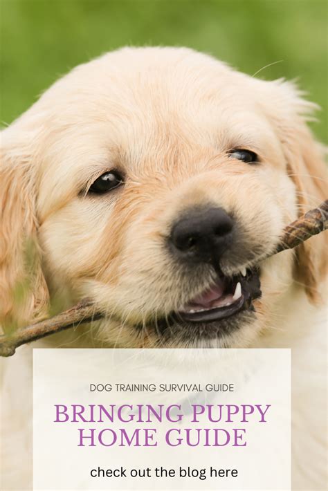Bringing Puppy Home Guide In 2023 Guide Dog Training Puppies Pet