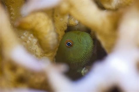The Private Life Of A Coral Goby Photo