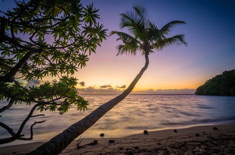 Palm Tree Beach Sunset And Sea Hd Photo By Jasper Boer Jasperboer