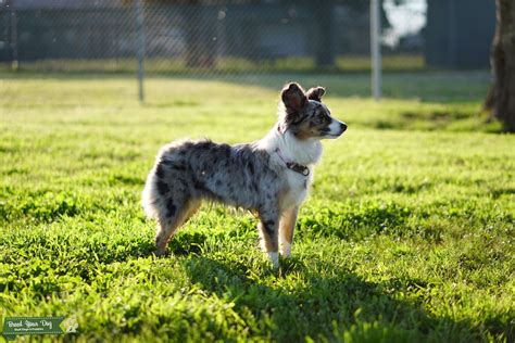 Stud Dog - Toy Aussie Female - Breed Your Dog