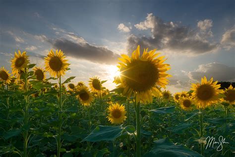 Travel Blog By Mickey Shannon Photography Sunflower Fields In Kansas