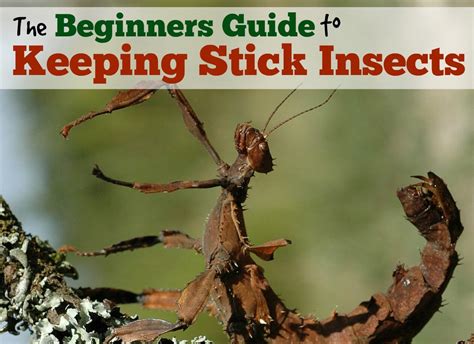 How To Look After Stick Insects As Pets Pbs Pet Travel
