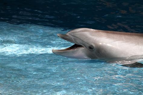 Dolphin Show National Aquarium In Baltimore Md 121260 Photograph By