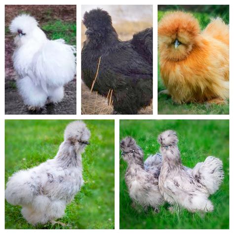 Silkie Chicken Color Chart