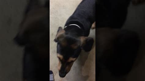 Beagleman Puppy Beagle Doberman Mix Dog Adorable Youtube
