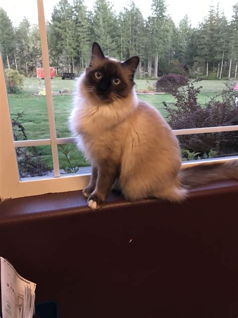 Ragdoll Cats For Sale Olympia Wa 325565 Petzlover