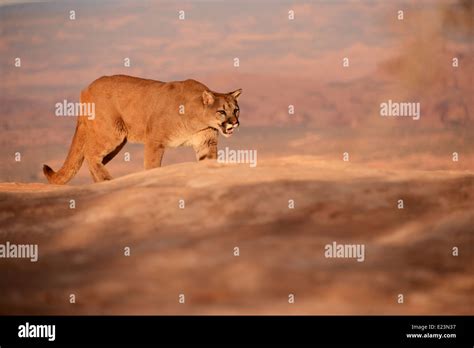 Mountain Lion Stalking Stock Photo Alamy