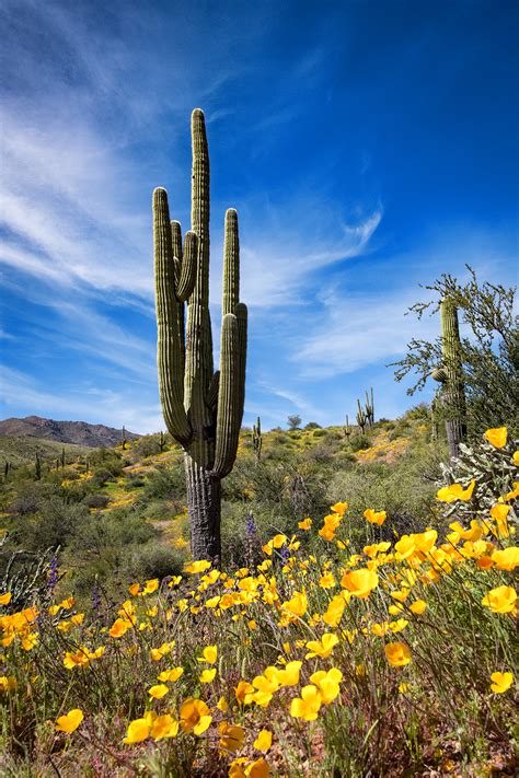 Arizona Wildflower Season Fm Forums