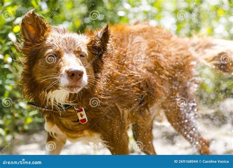 Dog Shaking Off Water After Swimming Stock Photo Image Of Nature