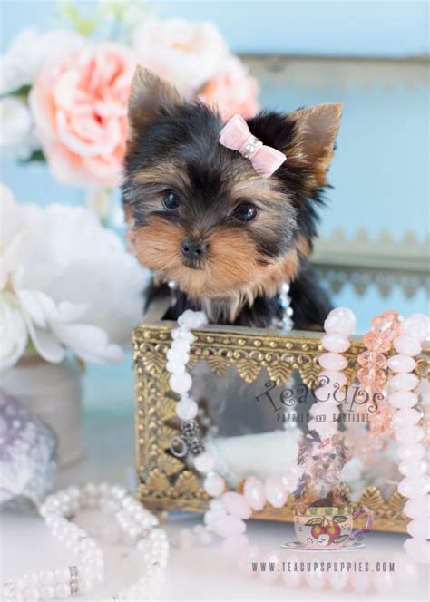 We gather all ads from hundreds of classified sites for you! Teacup Yorkies For Sale by TeaCups Puppy Boutique ...