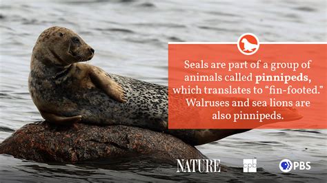 Seal Fact Sheet Blog Nature Pbs