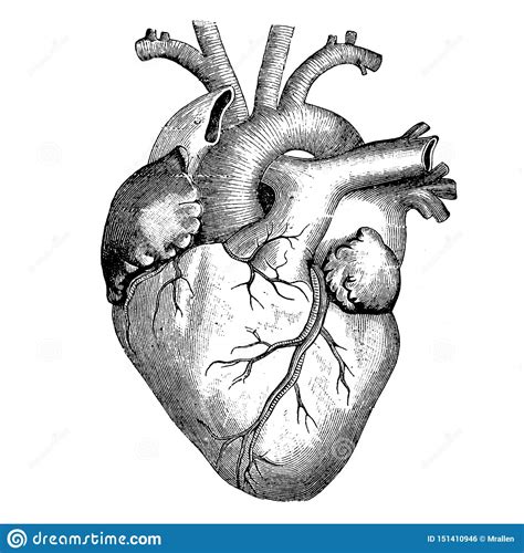 Related posts of anatomical drawings of the human body. Medicine - The Human Heart - Victorian Anatomical Drawing ...