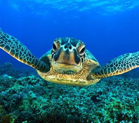 Free Download Sea Turtle Animal Wallpapers 900x801 For Your Desktop