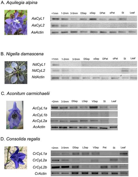 Semi Quantitative Rt Pcr Analysis Of Ranacyl Gene Expression In Floral