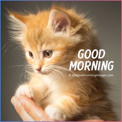 Cute Good Morning Kitten Images Wallpaper And Pictures