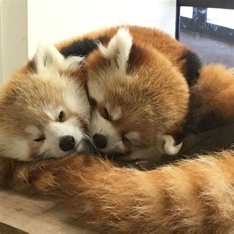Red Panda Cuddles Cuddles Cutebabyanimalspandas Panda Red