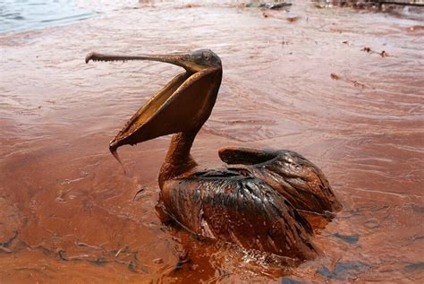 How Much Will Bp Have To Pay To Restore Gulf Coast After 2010 Oil Spill