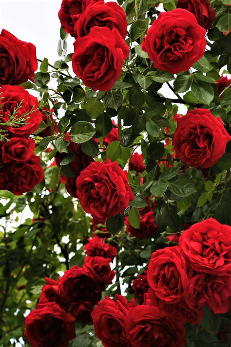 Natural Love Rose Flowers Photos Best Flower Site
