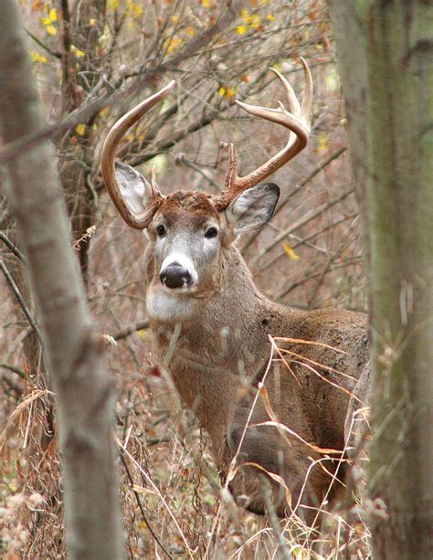 White Tail Deer Facts