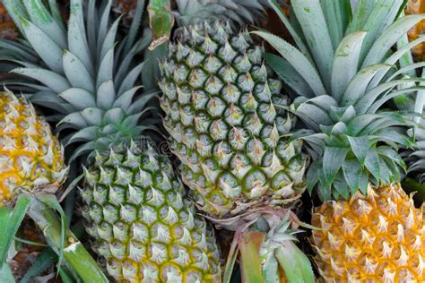 Pineapple In Fresh Fruit Market Stock Image Image Of Customer Asian