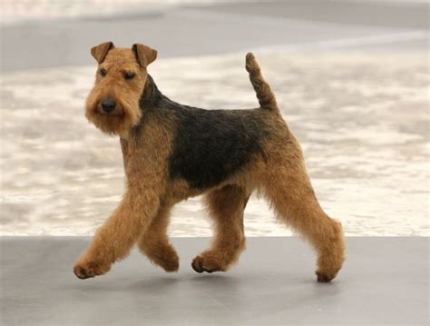 welsh terrier pictures information temperament characteristics rescue animals breeds