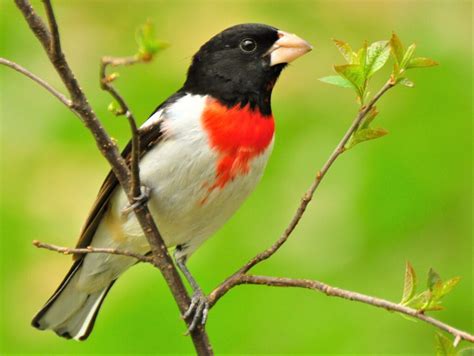 Spring Songbird Migration Approaching Annual Peak Iowa Wildlife Federation