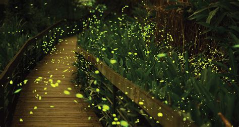 On fireflies.com, the official website of fireflies®, more than 1,200,000 accommodation offers are available from all over the world. Fireflies Decline as Light Pollution Grows | WYPR