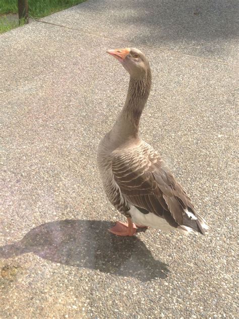 Toulouse Geese Male Or Female Any Way To Tell Page 3 Backyard