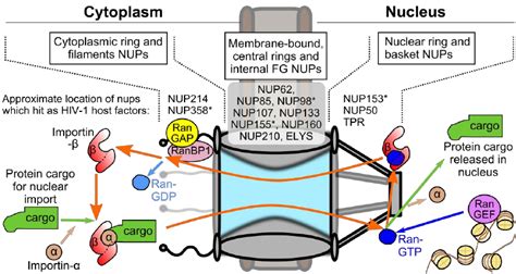 Schematic Of The Nuclear Pore Complex Npc And Classical Nuclear