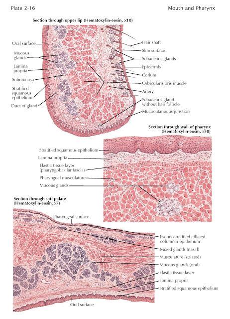 Pharyngeal Tonsils Histology Labeled