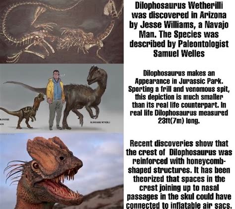 Dilophosaurus Wetherilli Was Discovered In Arizona By Jesse Williams A