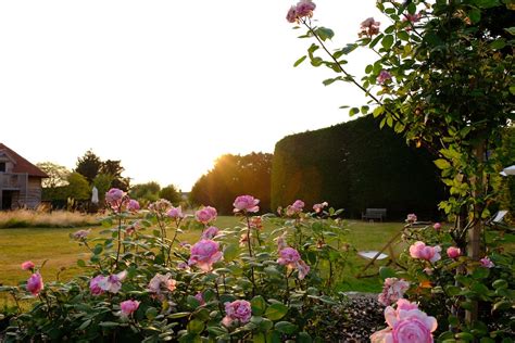 Foto De Stock Gratuita Sobre Amanecer Jardín Jardín De Flores