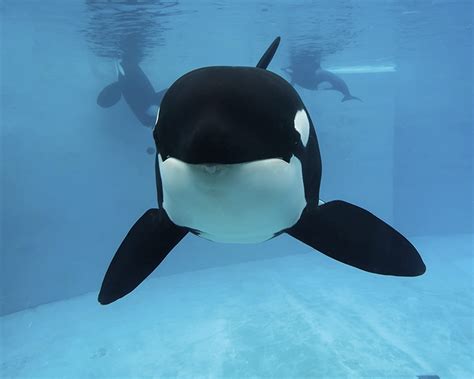 Seaworld Publishes Decades Of Orca Data To Help Wild Whales News 1130